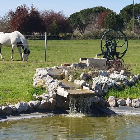 Domaine Christanna Bed & Breakfast Lisle-sur-Tarn Dış mekan fotoğraf